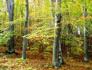 GozdTrebelno28.10.06 (4)